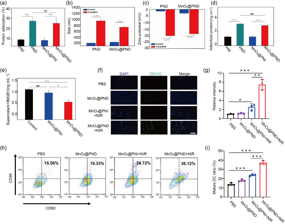 华中科技大学王芹/朱艳红AFM:可注射黏附性水凝胶捕获光热产生的抗原构建肿瘤原位疫苗的图3